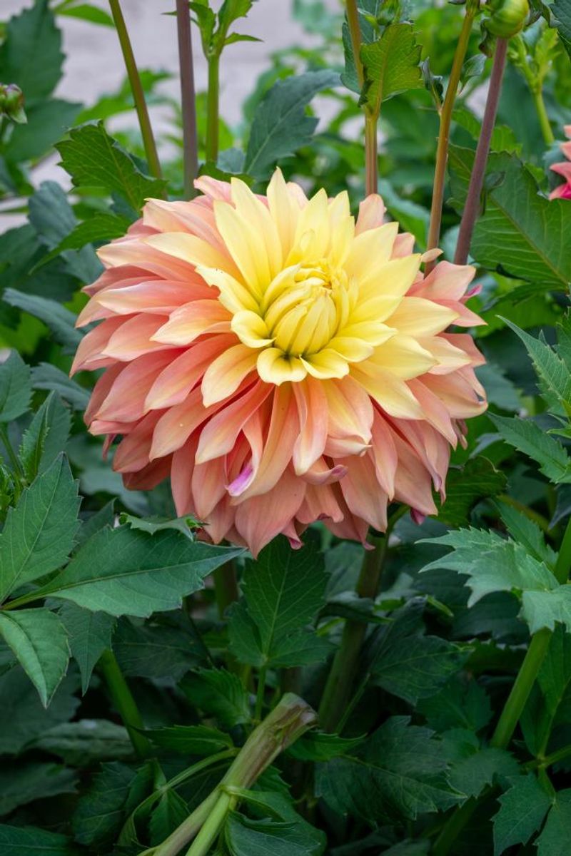 Dahlia Blushing Lady Nyhet 2026