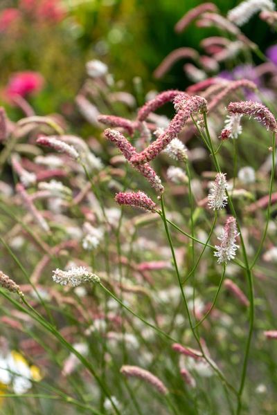 Hovedbilde Sanguisorba Strawberry Frost 1 stykk Nyhet