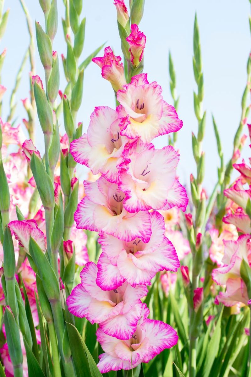 Gladiolus Priscilla 8 stykk  Nyhet