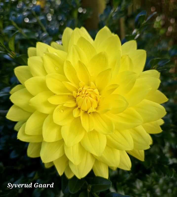 Dahlia American Sun 