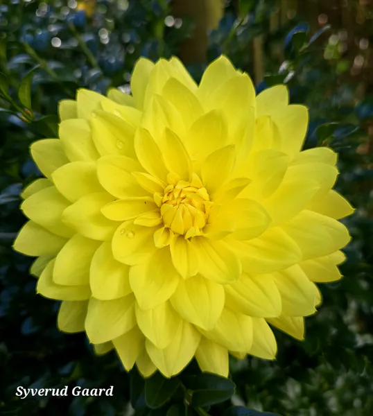 Hovedbilde Dahlia American Sun 