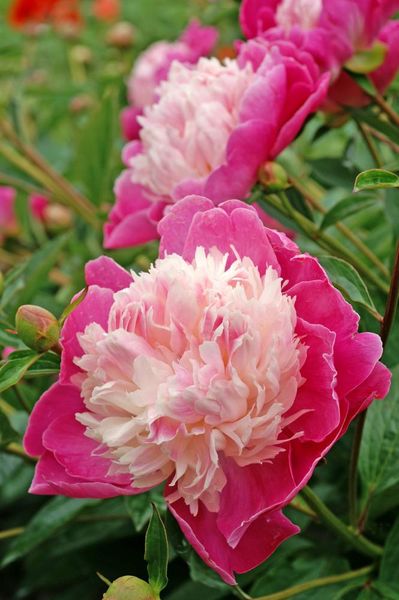 Hovedbilde Paeonia Santa Fe Nyhet 