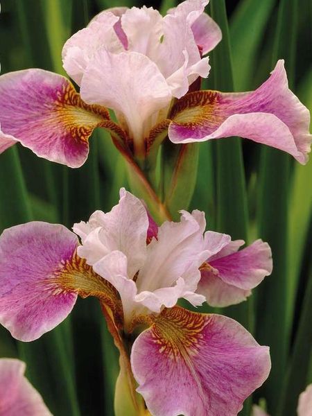 Hovedbilde Iris Sibirica Dance Ballerina Dance 1stykk