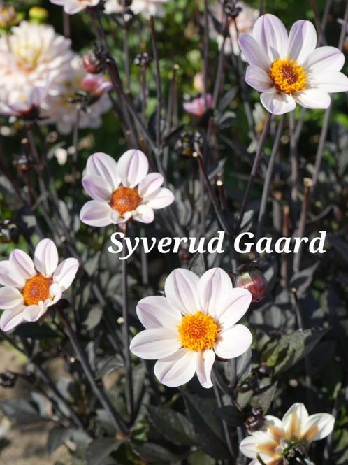 Hovedbilde Dahlia Dahlegria White Nyhet 2027
