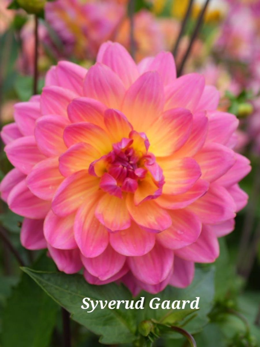 Dahlia Ken's Rarity Nyhet 2026