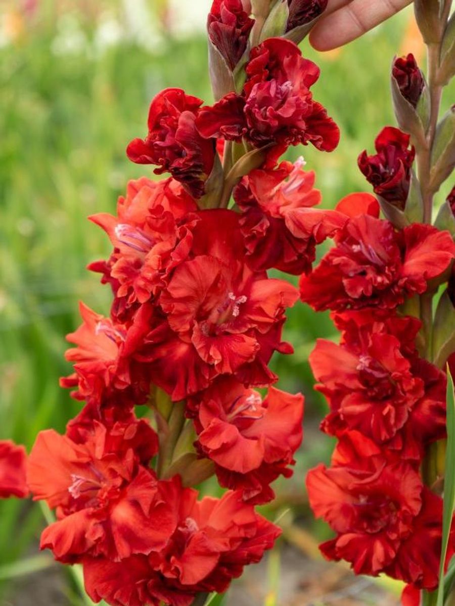 Gladiolus Velvet Raspberry 10 stykk Nyhet