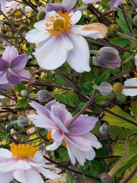 Hovedbilde Anemone Ruffled Swan  1 stykk Nyhet