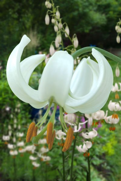 Bilde av Lilium Martagon Snowy Morning  3 stykk (løk størr ...