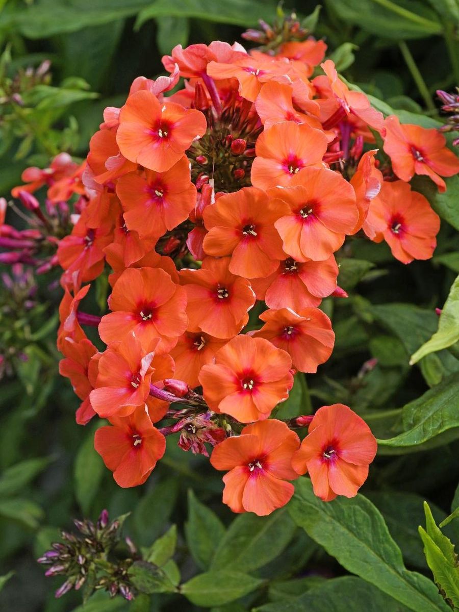 Phlox Orange Perfection 1 stykk 