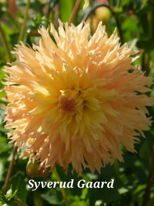 Hovedbilde Dahlia Mingus Joshua Nyhet 2027