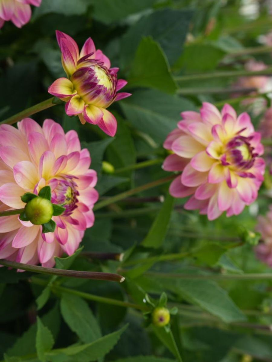 Dahlia Pure Happiness Nyhet 2026