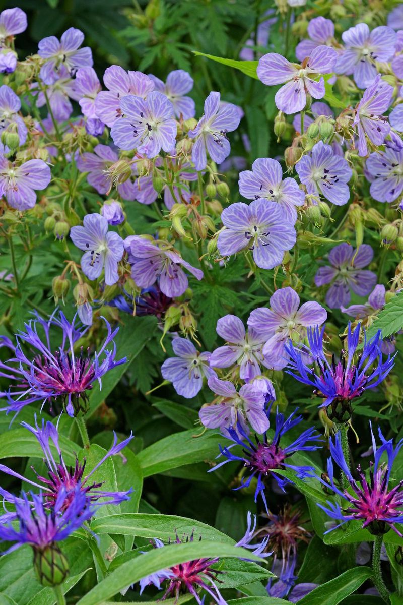 Geranium Pratense Mrs Kendall Clark 