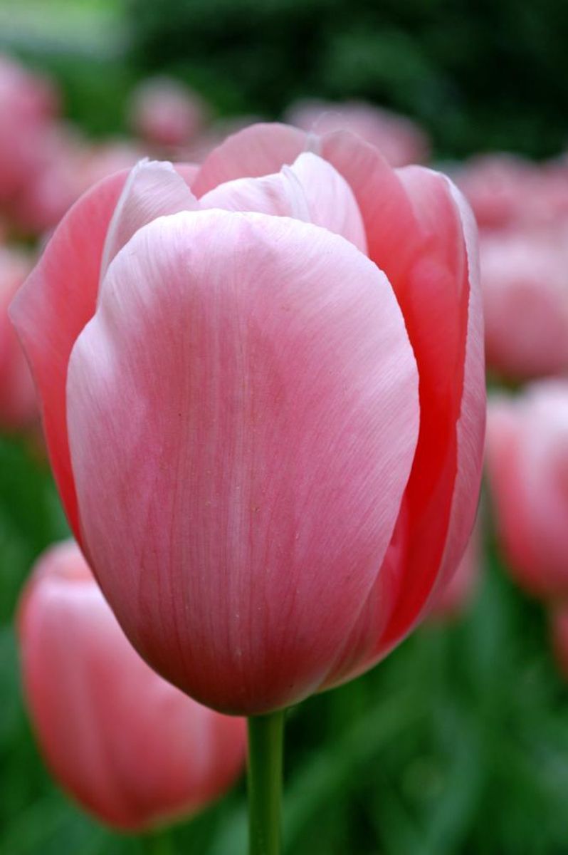 Tulipan Menton 5 stykk 