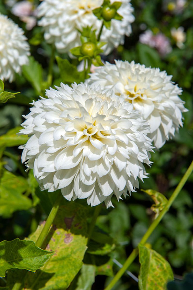 Dahlia Gitt's Attention 