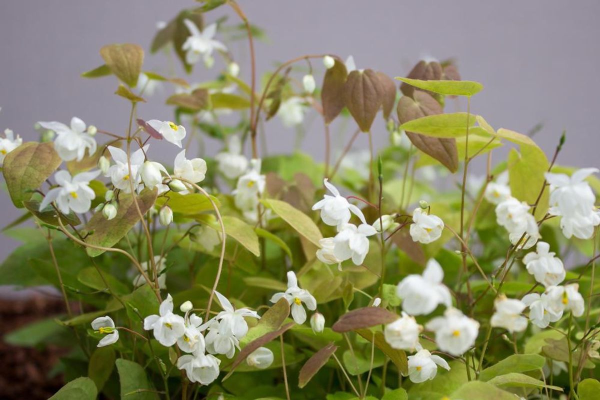 Epimedium Niveum 1 stykk Nyhet