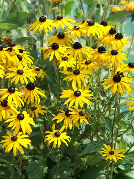 Hovedbilde Rudbeckia fulgida 'goldsturm