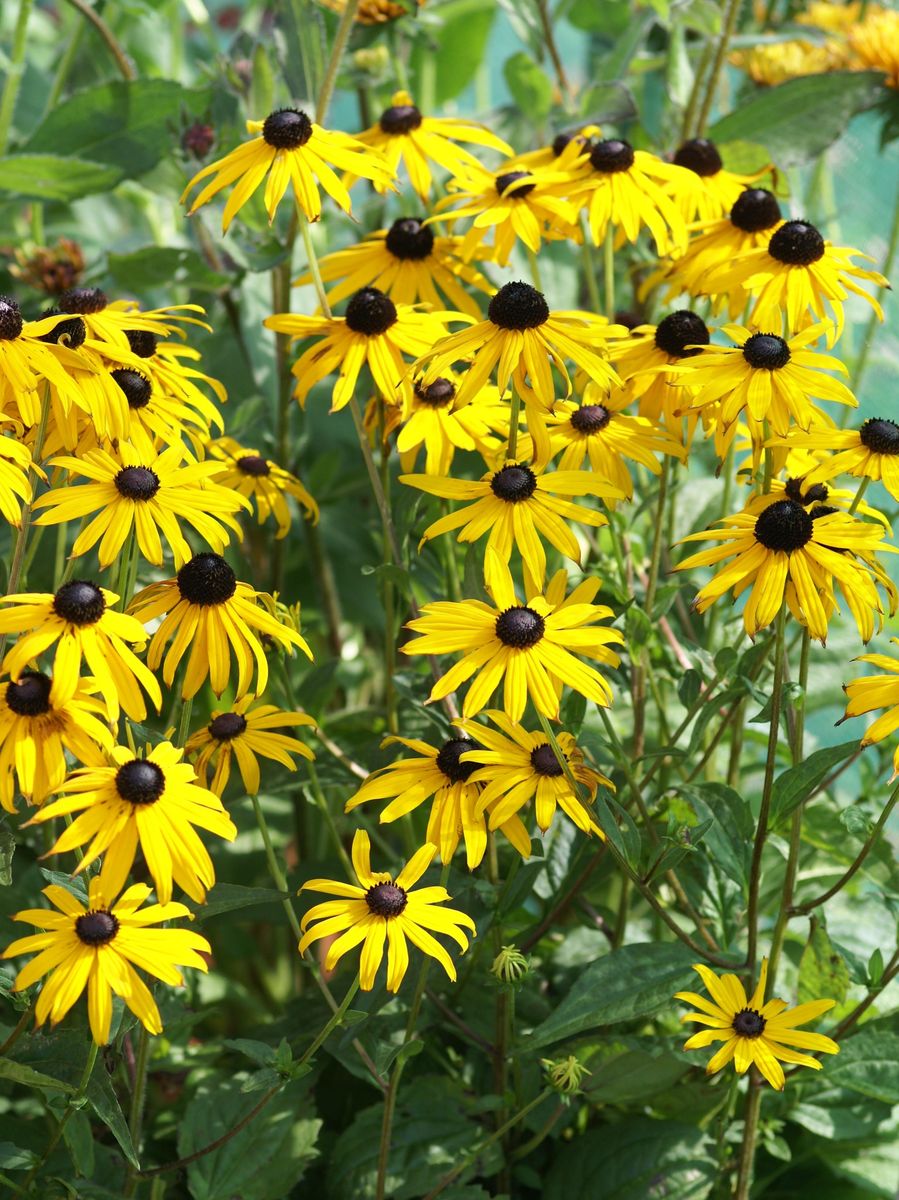 Rudbeckia fulgida 'goldsturm