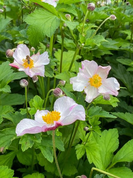 Hovedbilde Anemone Robustissima  1 stykk Nyhet