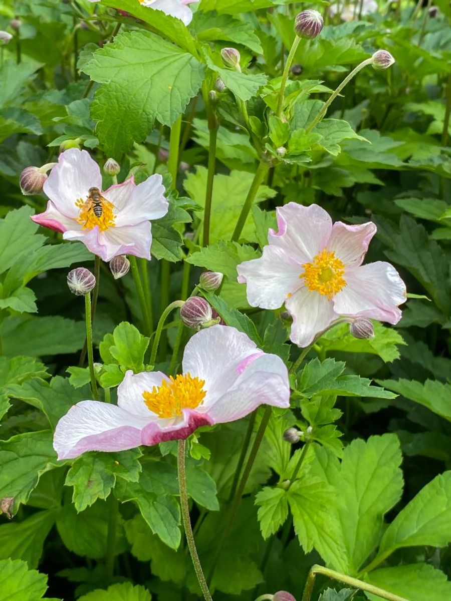 Anemone Robustissima  1 stykk Nyhet