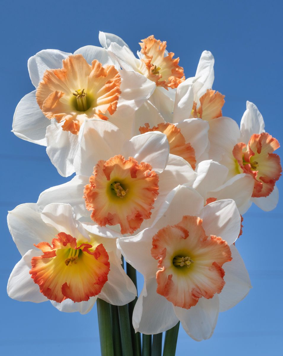Narcissus Pink Bomb 5stk Nyhet 2026