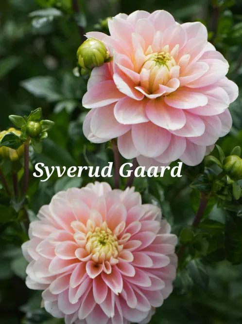 Hovedbilde Dahlia Dolce Anna Nyhet 2027