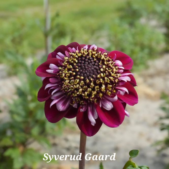 Hovedbilde Dahlia Rosie Raven Nyhet 2027