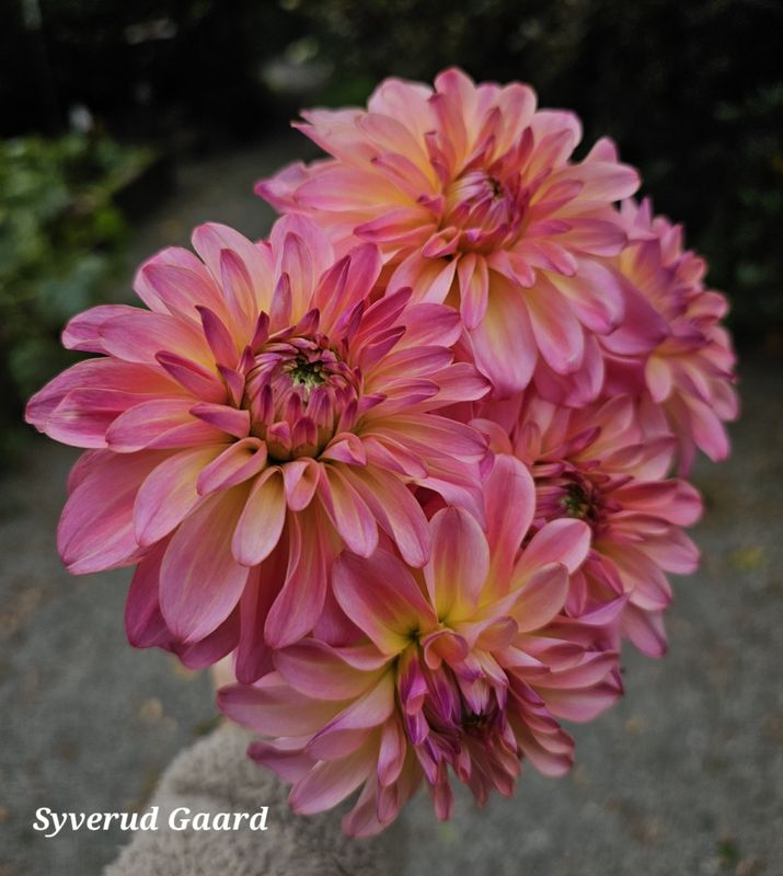 Dahlia Belfloor 