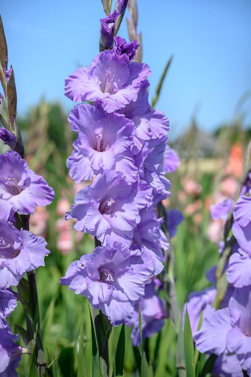Gladiolus Milka 8 stykk Nyhet