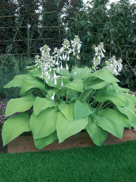 Hovedbilde Hosta T Rex 1 stykk 