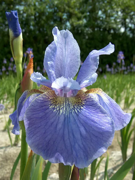 Hovedbilde Iris Sibirica Welcome Return  