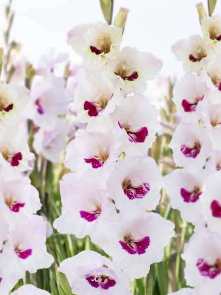 Hovedbilde Gladiolus Florentina10 stykk Nyhet