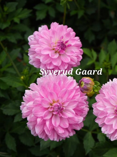 Hovedbilde Dahlia Garden Sensation Nyhet 2027
