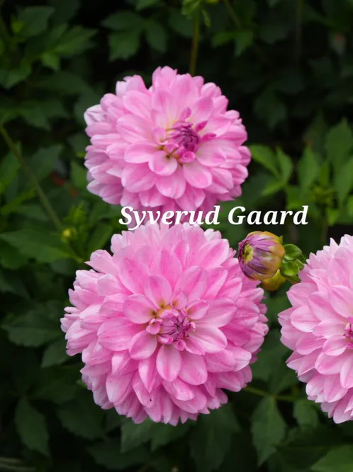 Hovedbilde Dahlia Garden Sensation Nyhet 2027
