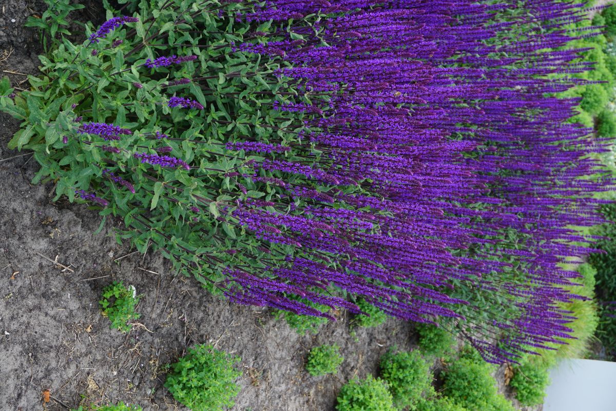 Salvia nemorosa Caradonna