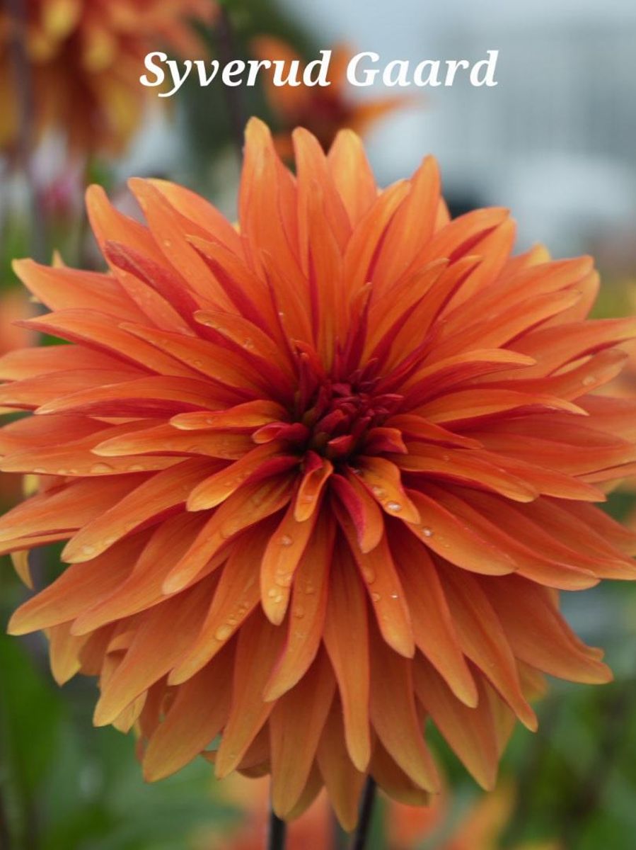 Dahlia Japlou Nyhet 2026
