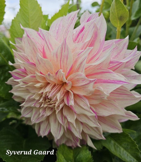 Hovedbilde Dahlia Café Au Lait Twist