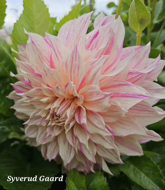 Hovedbilde Dahlia Café Au Lait Twist