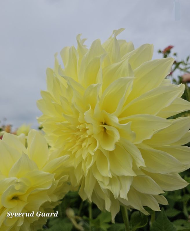 Dahlia Kelvin Floodlight 