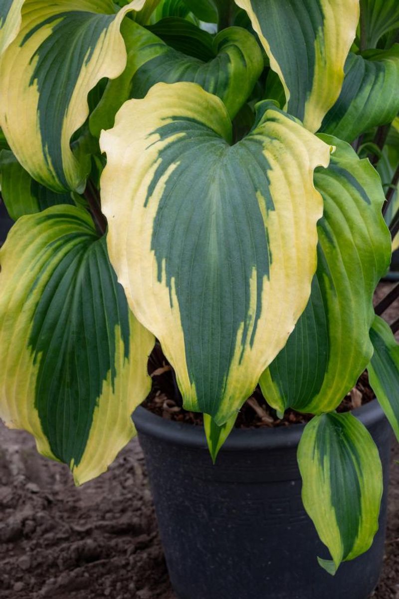 Hosta Monkey Business1 stykk Nyhet