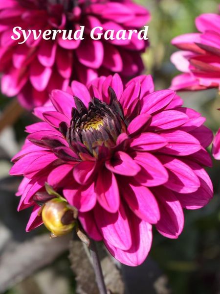 Hovedbilde Dahlia Jennifer Mary Ellen Nyhet 2026