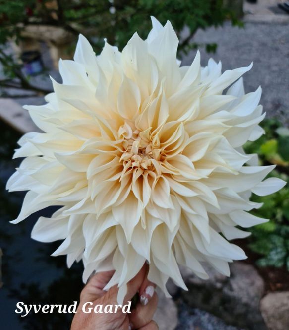 Hovedbilde Dahlia Café Au Lait 
