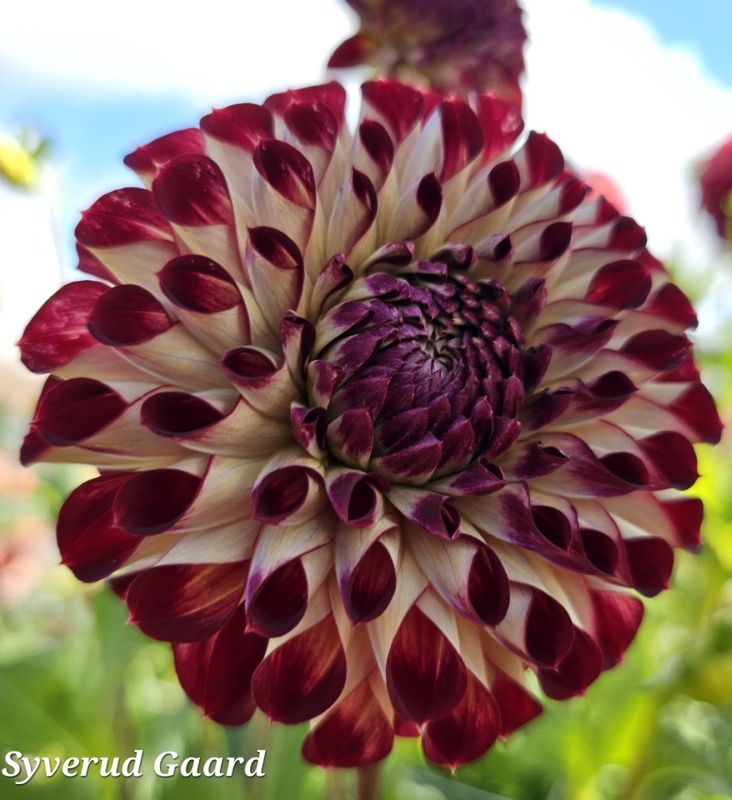 Dahlia Jowey Joshua 