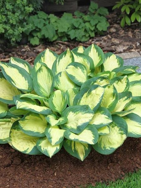 Hovedbilde Hosta Popcorn 1 stykk  Nyhet