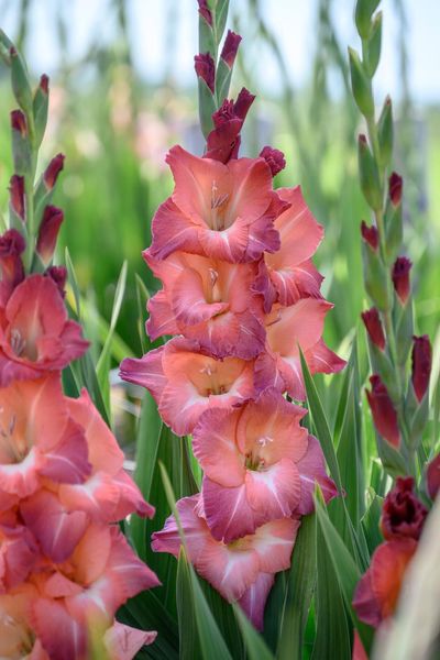 Hovedbilde Gladiolus Ocaso 10stykk Nyhet