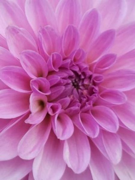 Hovedbilde Dahlia Tolledo Nyhet 2026