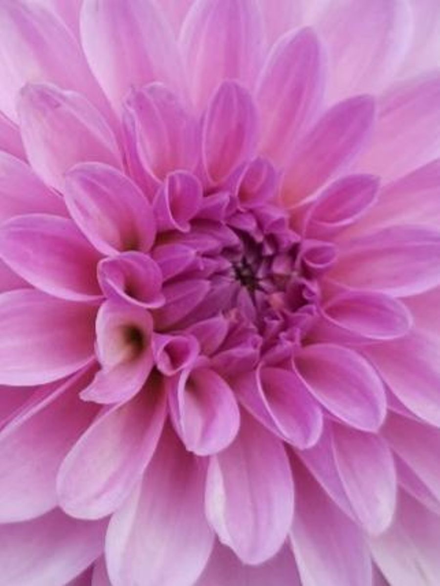 Dahlia Tolledo Nyhet 2026