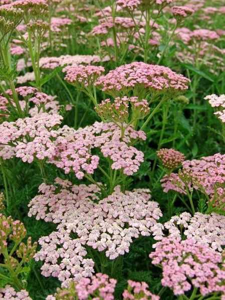 Hovedbilde Achillea 'Rainbow Ending Blue 1 stykk Nyhet