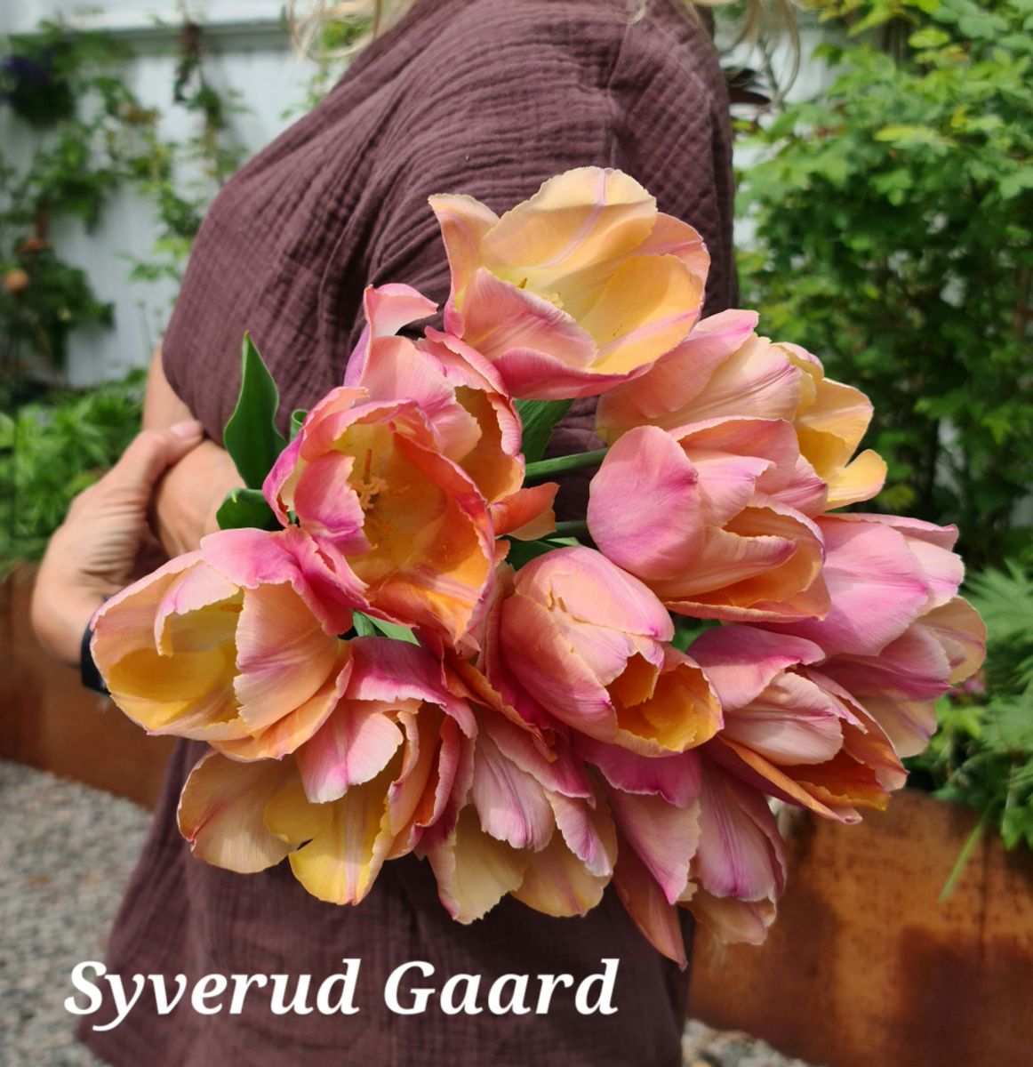 Tulipan Salmon Prince 5 stykk 