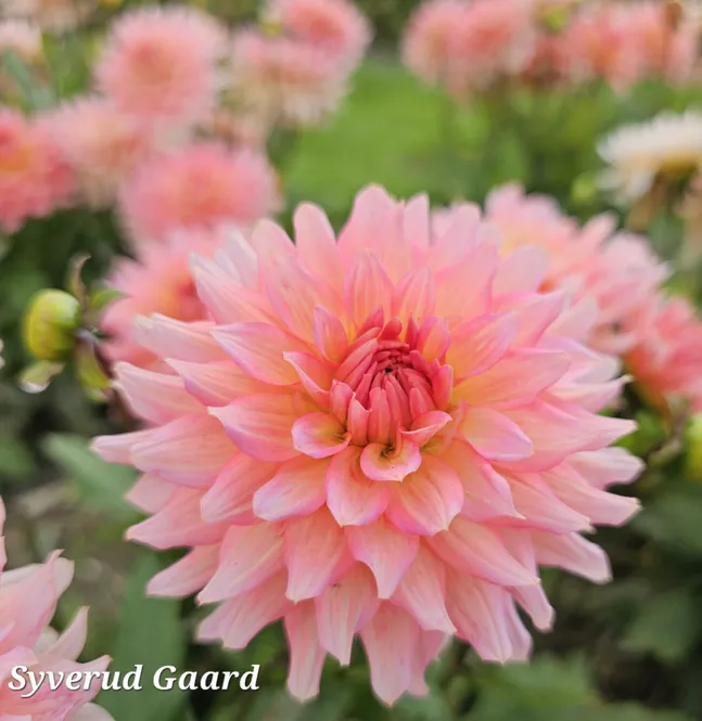 Hovedbilde Dahlia Gallery Leonardo Nyhet 2027
