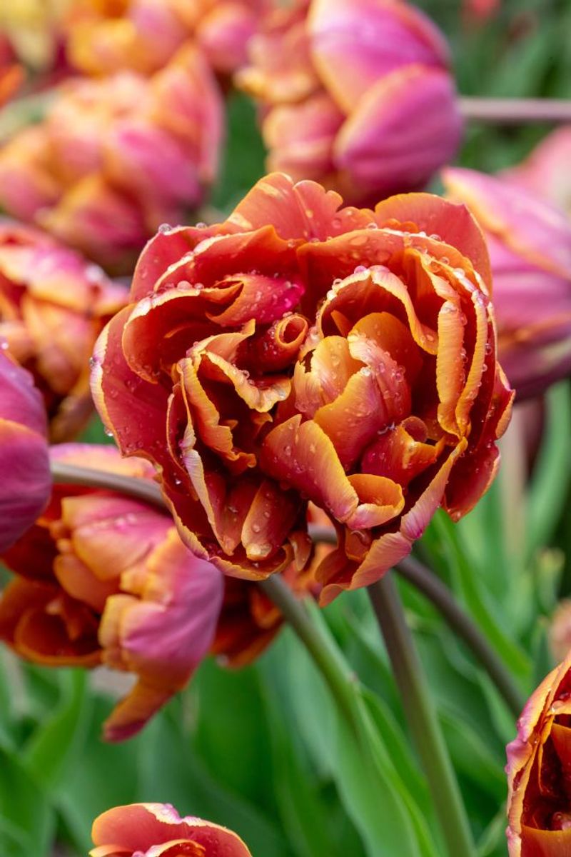 Tulipan Brazil 5 stykk Nyhet